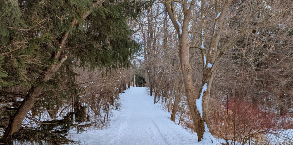 A snowy hiking trail through a thick forest